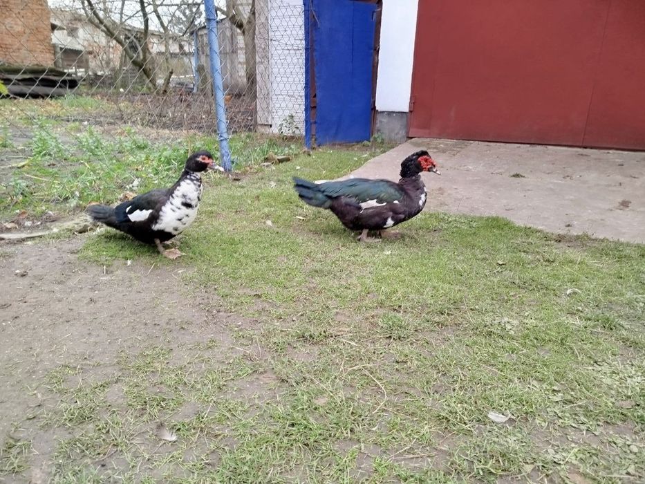 Індокачка, мускусні качки, качур