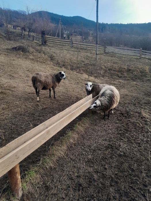 Продам квітні романівські вівці з паровані мереносо.