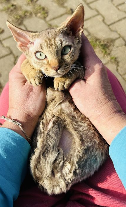 Slodki kocurek Devon Rex