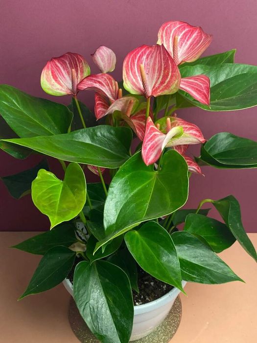 Антуриум сорт Ливиум