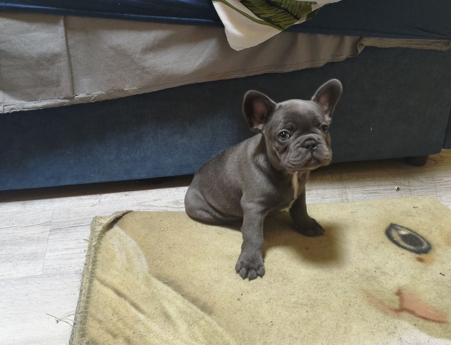 Buldog francuski