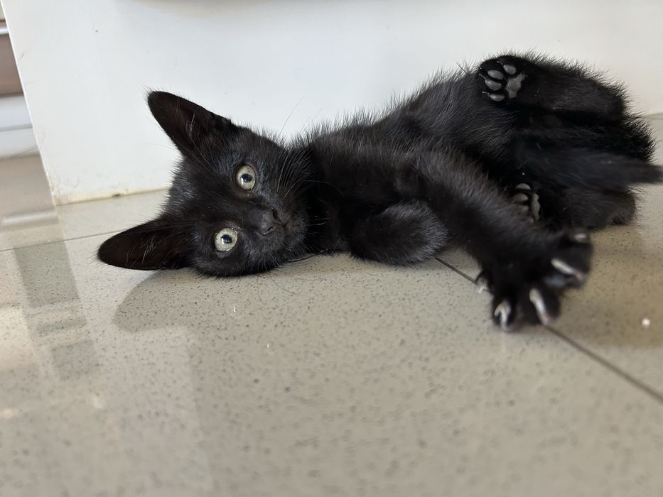 Gato/a para adocao responsavel