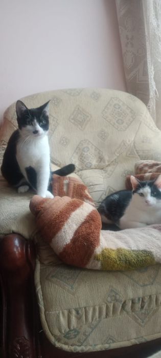 Adopcja siostry GAJA i PLUMKA