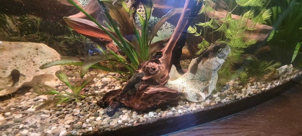 Rybka do akwarium zbrojnik "glonojad"