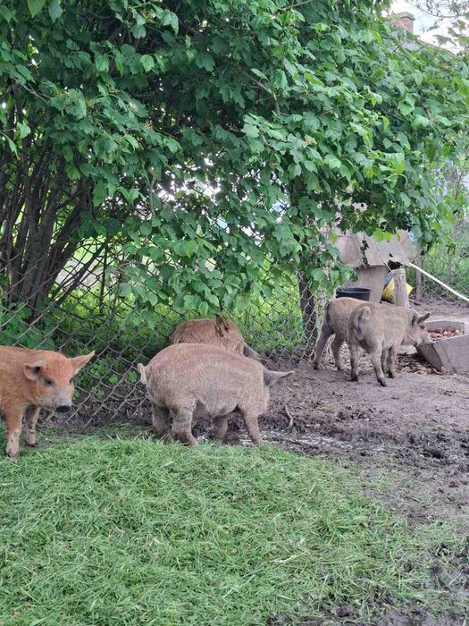 Поросята породи мангал