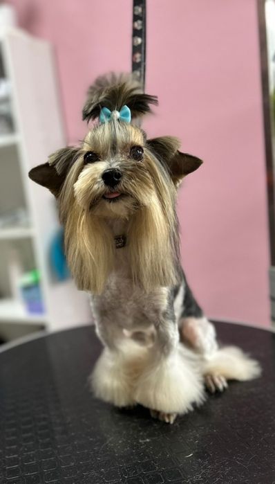 Бівер Йорк. В'язка.