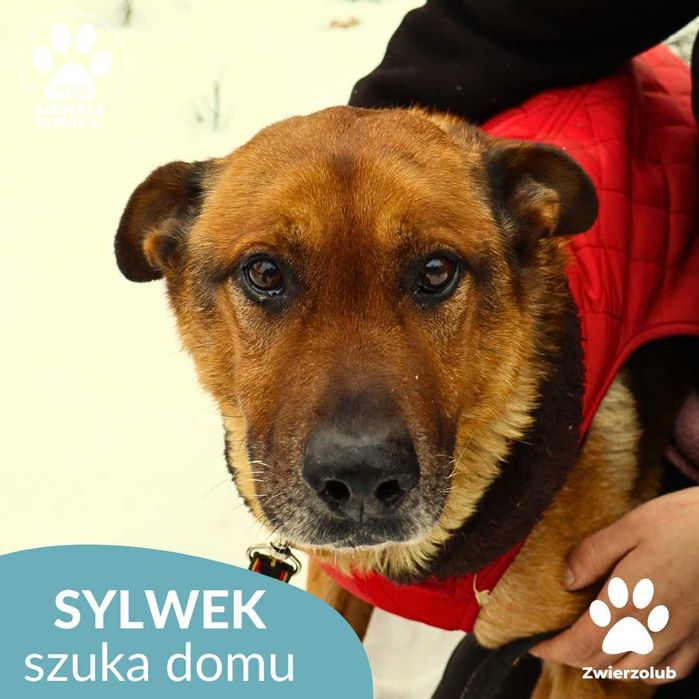 Sylwek szuka kochającego domu!