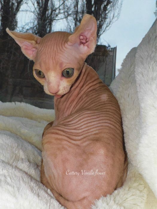 Канадский сфінс ельф