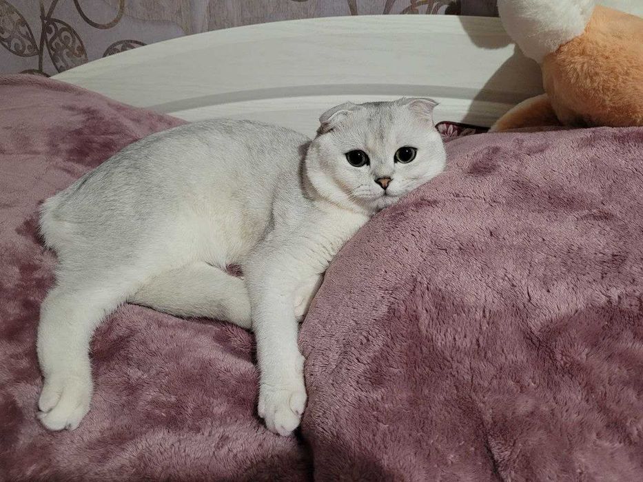 Шукаємо наречену для шотландського кота Сільвера – перша в’язка