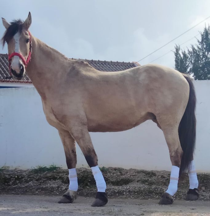 Vendo e troco égua muito mansa com 9 anos com 1,65