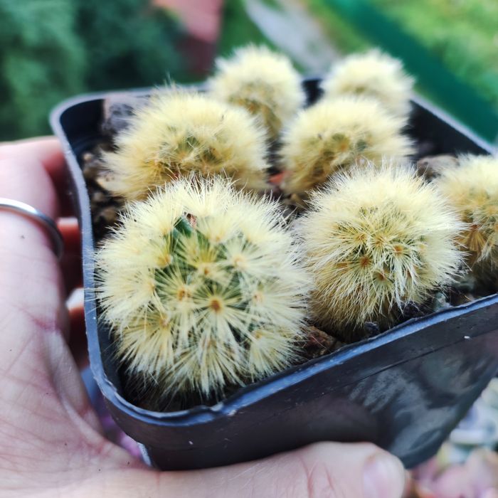 Продаж crassula різні