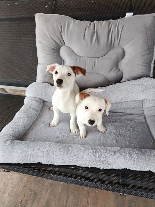 Jack Russell Terrier suczka