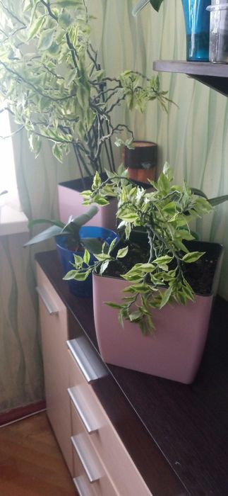 Продам   кімнатні рослини