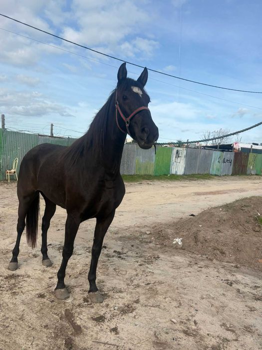 Vendo ou troco poldra