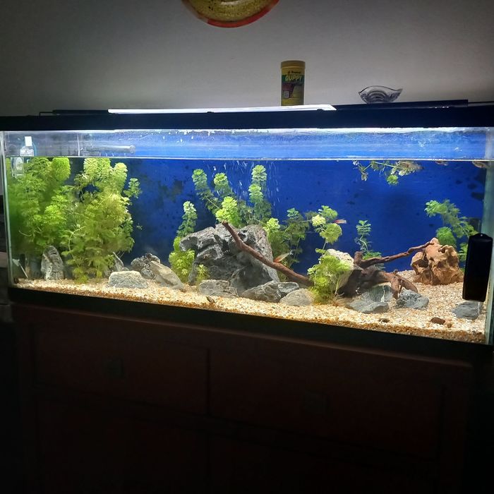 Aquário grande completo
