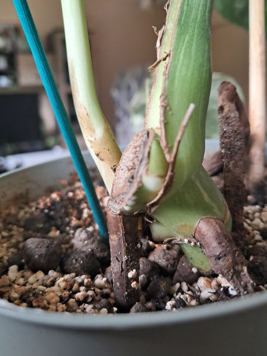 Monstera deliciosa mint