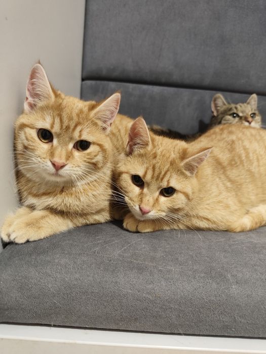 Rude słodziaki do adopcji