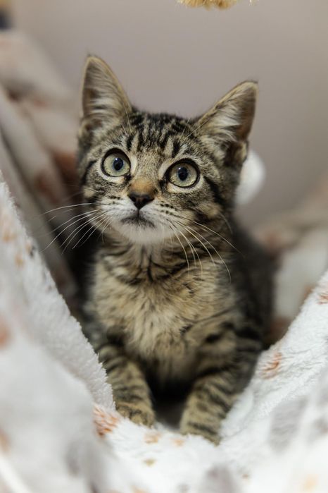 Gatas bebés fêmeas para adoção responsável