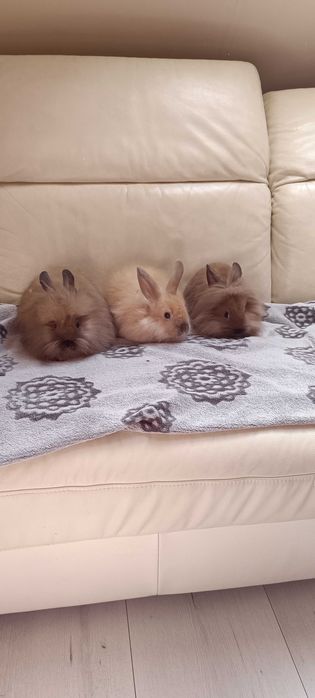 Króliki miniaturki