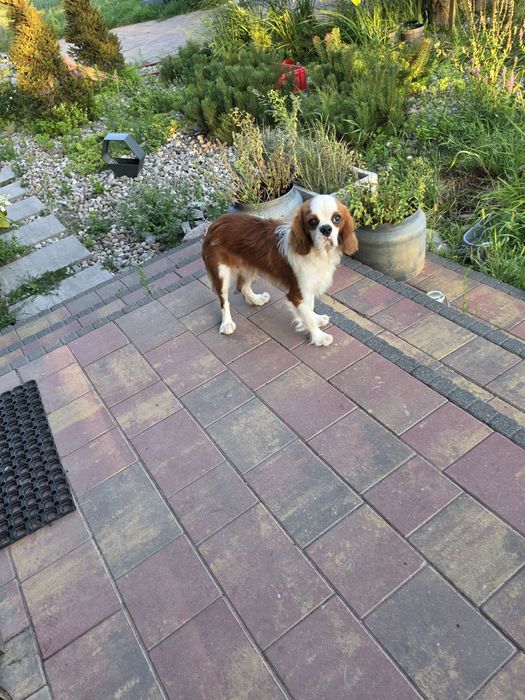 Cavalier king charles spaniel - podrostek