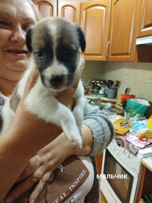 Щенки джек рассела резерв