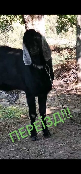 100% Англо-нубійський цап