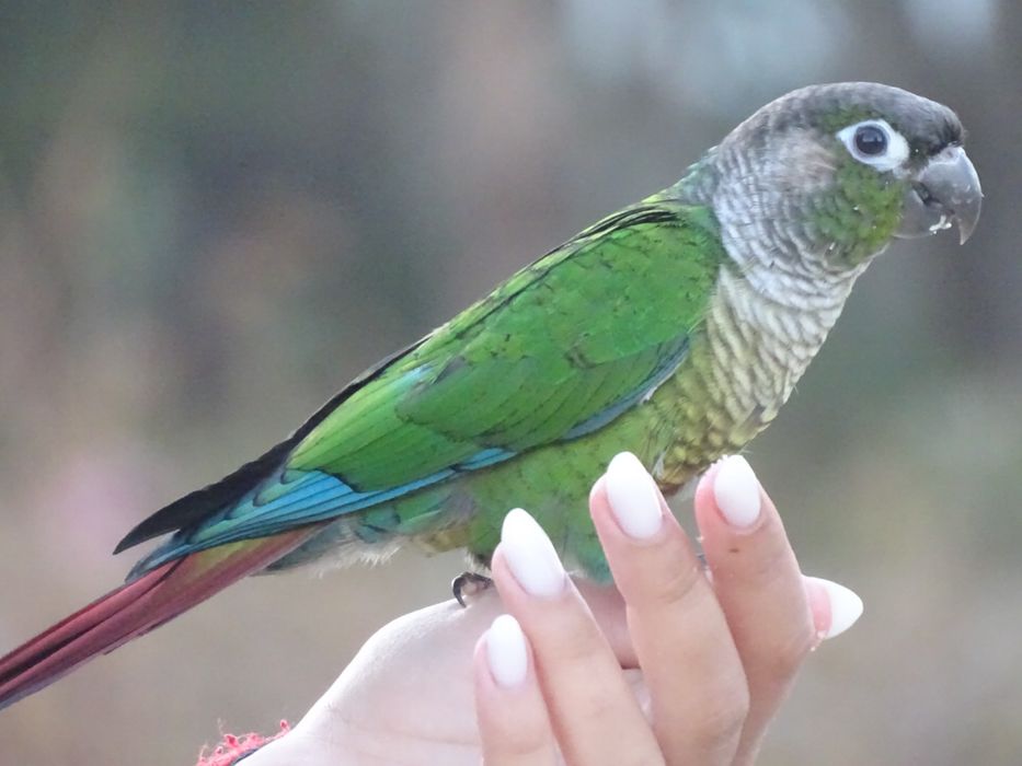 Treino aves para voo livre, voo indoor e amansamento