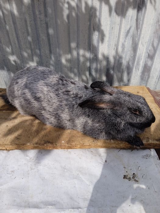 Продам Полтавське срібло