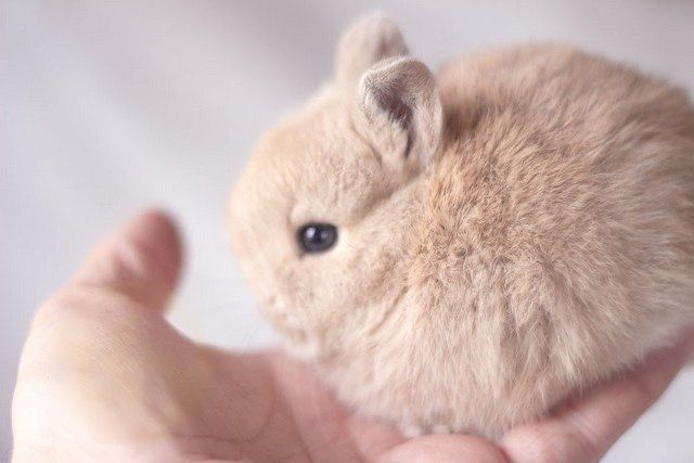 Редкий окрас! Нидерландский карлик кремовый кролик!Питомник из европы!