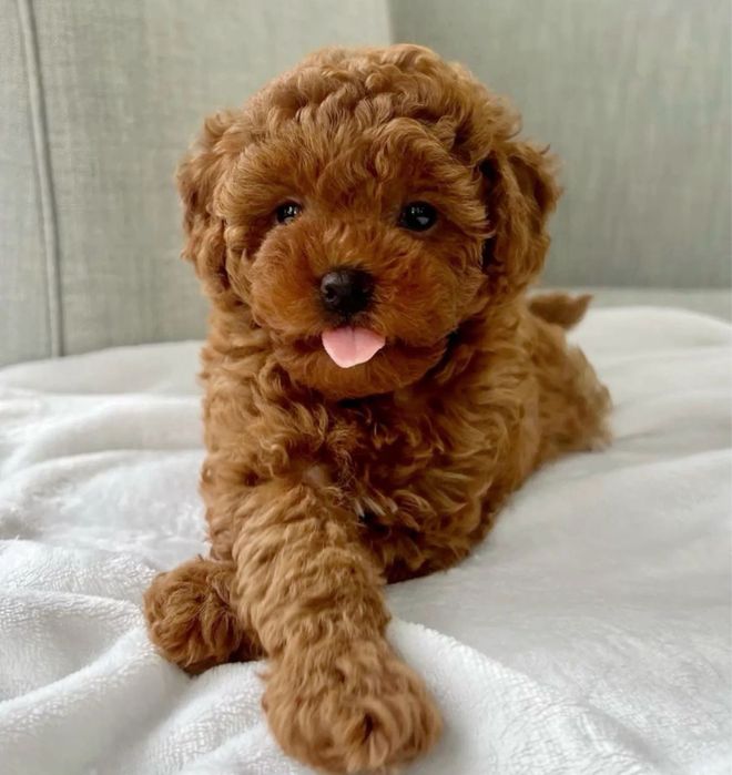 Наймиліші Мальтипу VIP‼️Мальтипу ф1 Мальтипу ф2