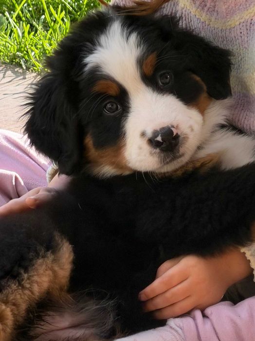 Bouvier Bernois Última fêmea disponível