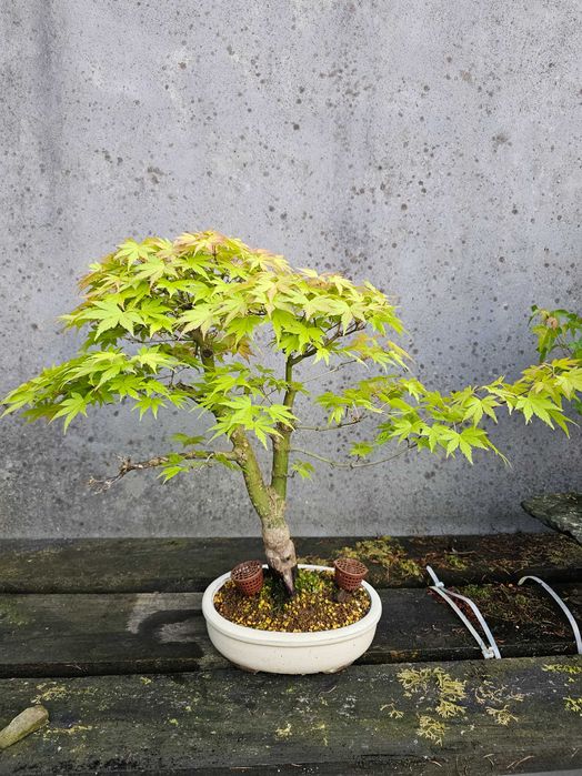 Bonsai acer orange dream