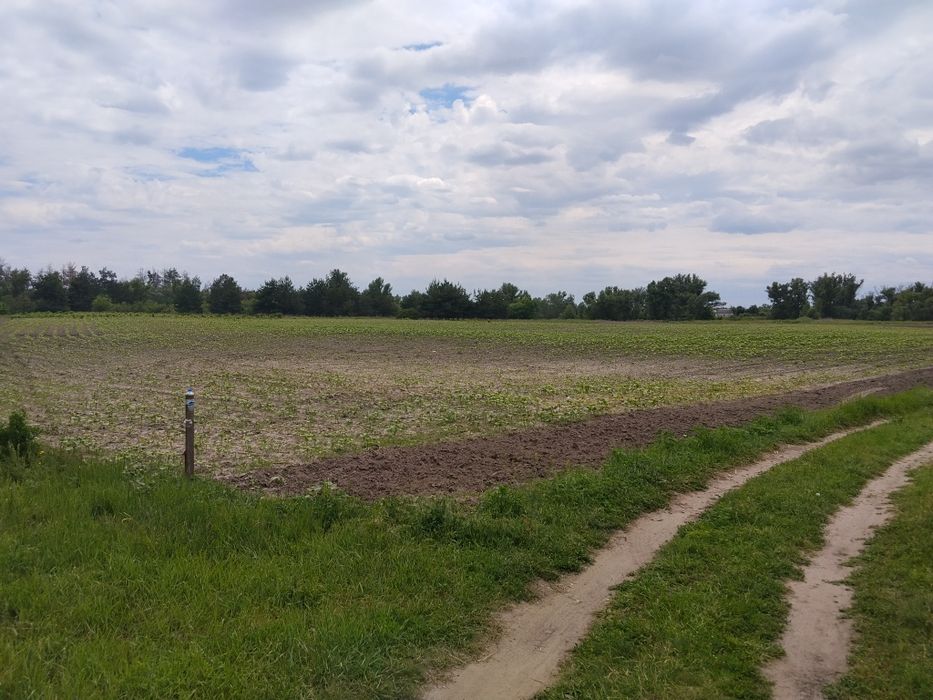 Продам земельну ділянку в селі Єгорине,Китайгородська ОТГ