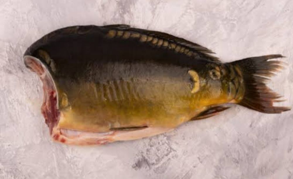 Ryby Ryba karp patroszony, żywy