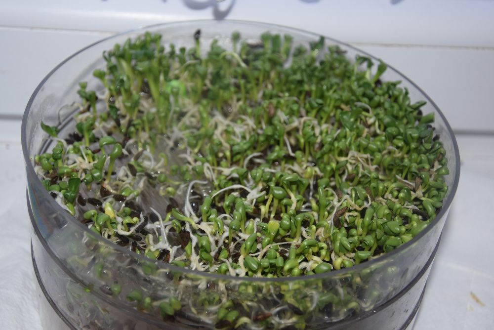 Łopian większy nasiona 2025