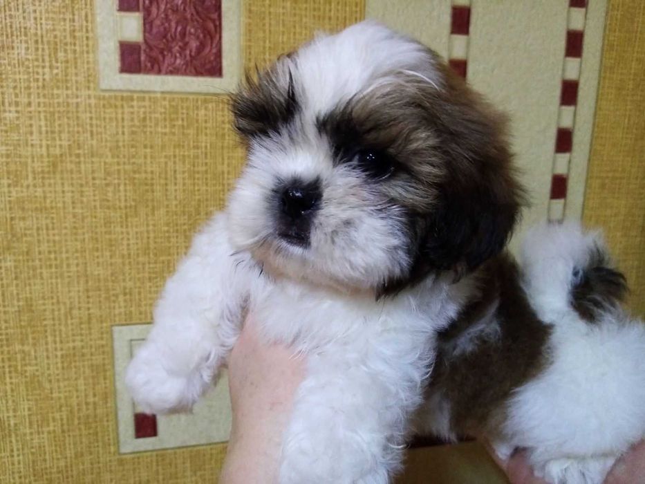 Щеночки девочки и мальчики