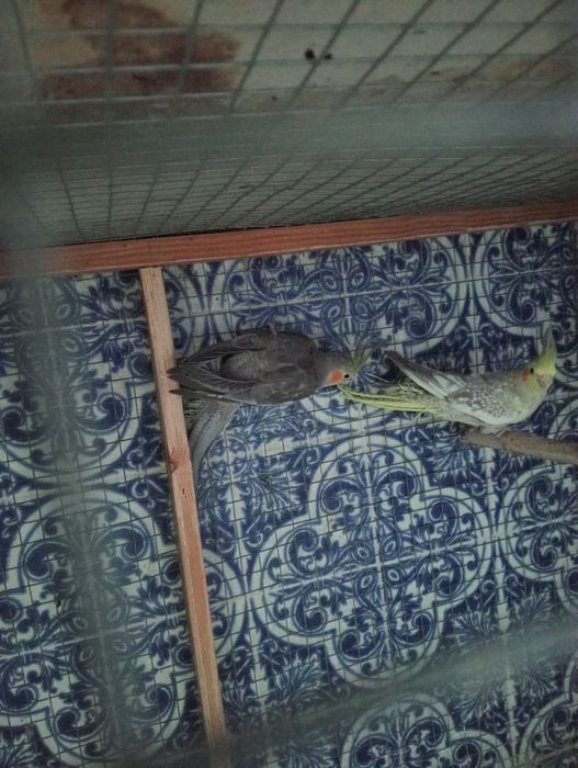 Caturras deste ano...