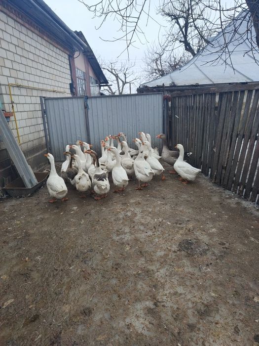 Продам гуси на кладку яєць