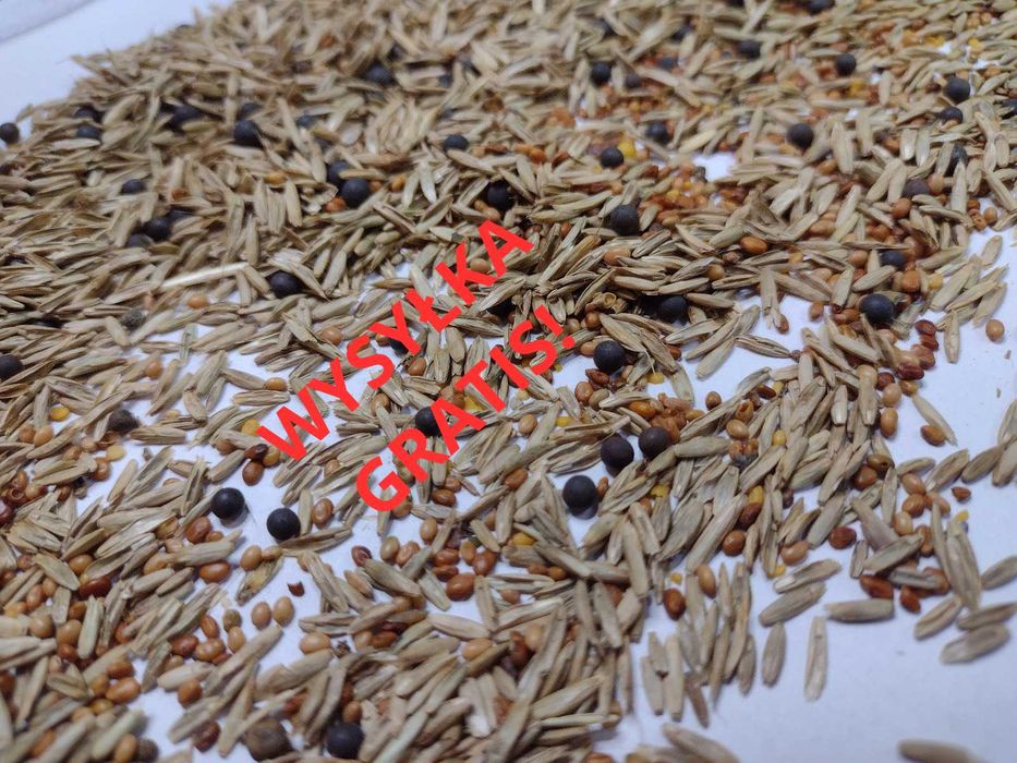 Mieszanka Gorzowska, jara/ozima, wyka, życica, inkarnatka.