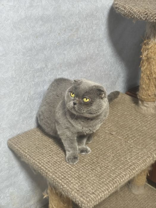 Шотландська дівчинка