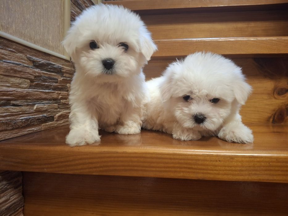 Кукольные девочки Мальтезе.