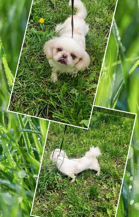 ‼️Девочка 3.5 года‼️