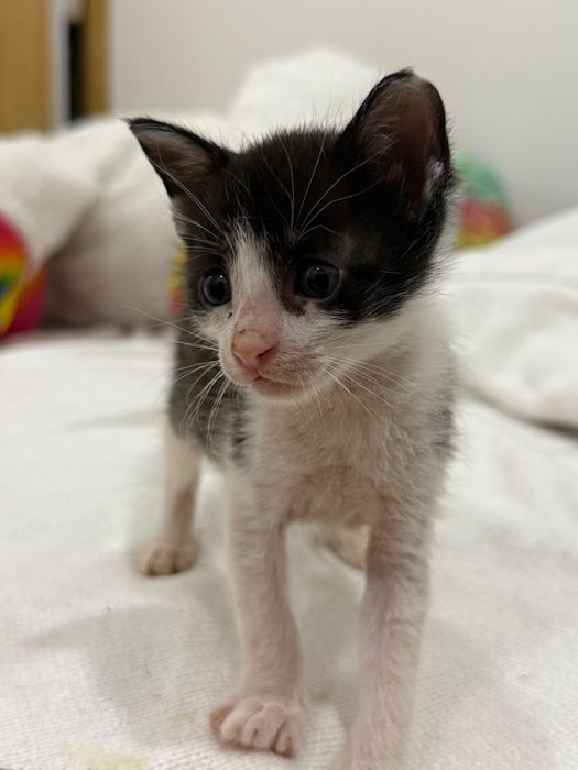 Gatinhos para adoção responsável
