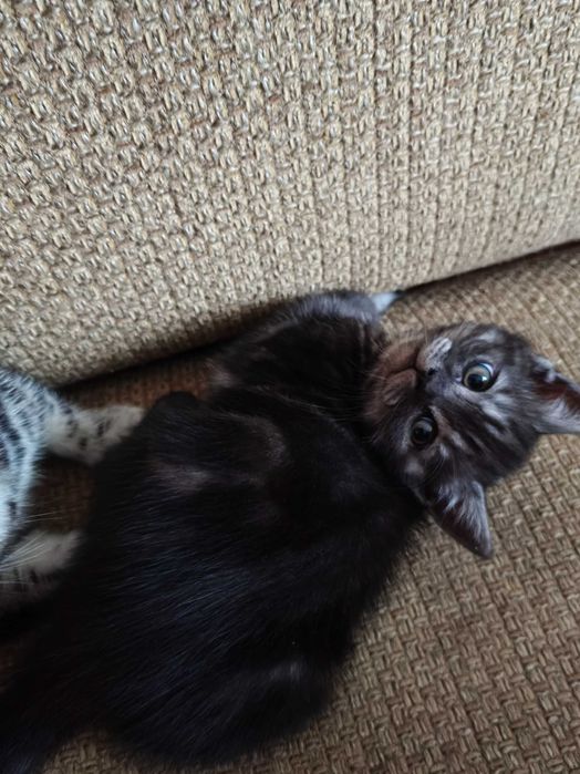 Шотландская девочка