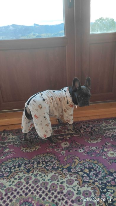 Дощовик, пильник,флісовий жилет для французького бульдога