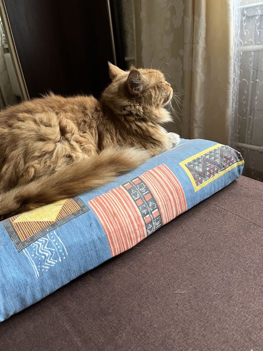 Пропав котик мейн кун Рижуля