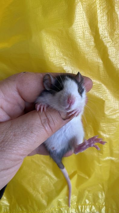 Пацючки дамбо маленькі