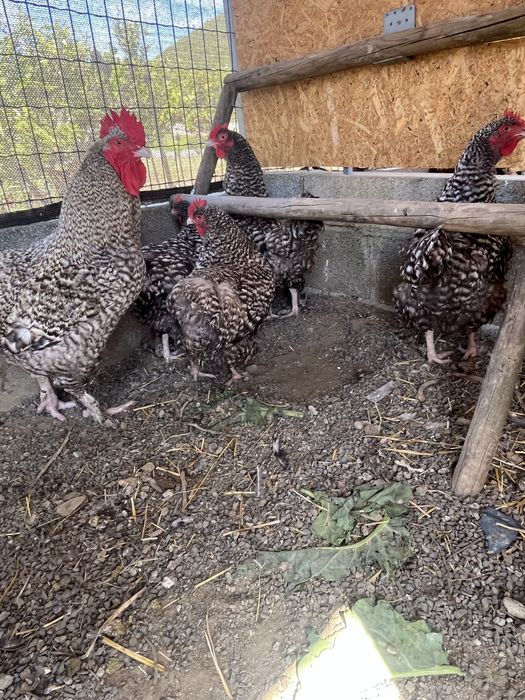Ovos malines gigante
