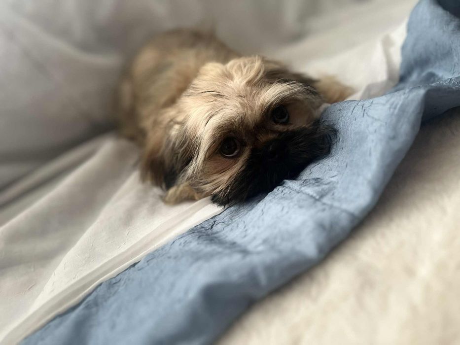 Śliczny piesek Shih Tzu