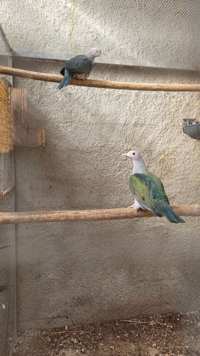 Casal de ducula pristinaria